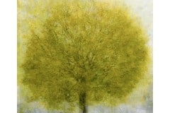 JFV_arbre