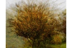 JPQ-arbre