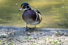 CANARD