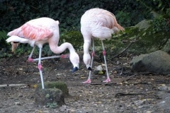 FLAMANTS2