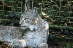 lynxredard