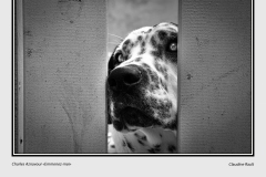 Copyright Claudine  Rault