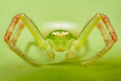 08_Diaea-dorsata