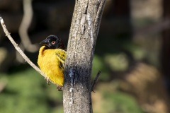 10_oiseau-2