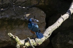 10_oiseau-bleu