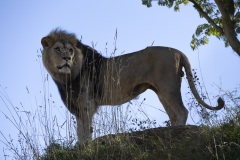 1_10_lion