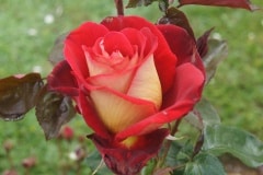SONY DSC