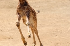 V_2019.06.01-ZooDoue-Mum-269-001pfi