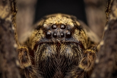 Zoropsis_J