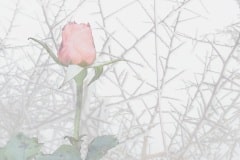 11-Lyd-IMG_1130-HK-recadree-en-1-1