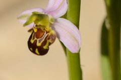 JCR_6432-01
