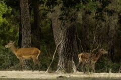 PDM-Foret-1