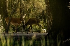 PDM-Foret