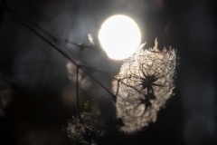 photo-mars