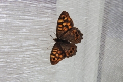 18-DSCN1373