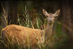 05-Biche