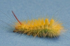 7-chenille