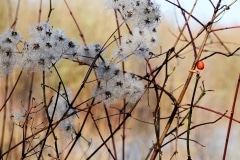 DSC_9338-r-