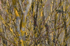 DSC_9349-r