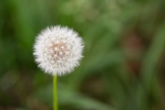 Civray_1