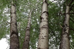 IMG-0157