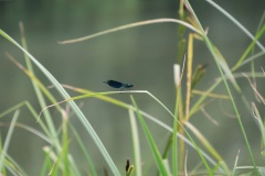 IMG-0171