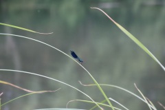 IMG-0173