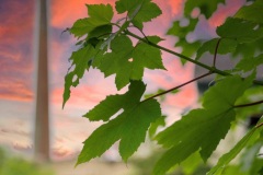 Liguge-4