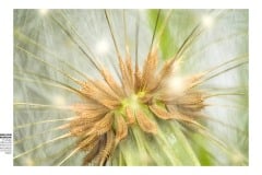 DSCF7821